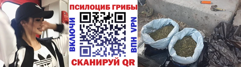 Галлюциногенные грибы Psilocybine cubensis  Приморско-Ахтарск 
