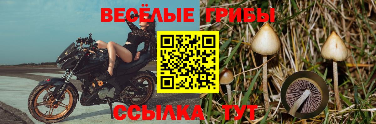 Галлюциногенные грибы прущие грибы Приморско-Ахтарск